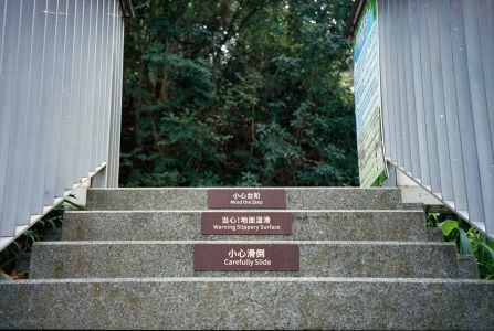 Stone stairs with warning signs leading to trees